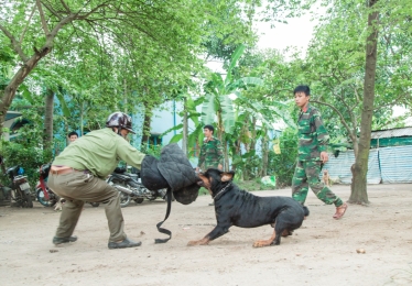 Huấn Luyện Chó Nghiệp Vụ Phần 2