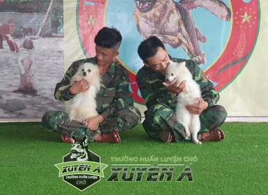 KHOÁ HUẤN LUYỆN A-Z DÀNH CHO CHÓ CẢNH