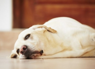 Cách điều trị dứt điểm bệnh viêm da Demodex ở chó