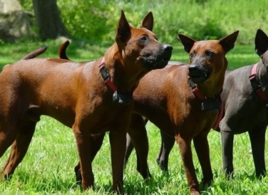 Bí quyết huấn luyện chó Phú Quốc dễ dàng