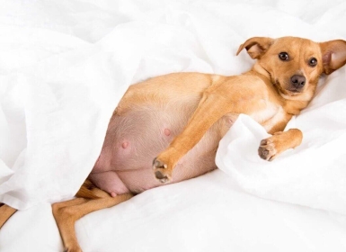 Các lưu ý trong quá trình phối giống chó