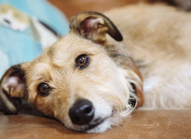 Cách chữa trị chó nôn hiệu quả nhanh