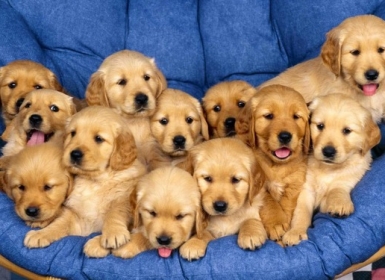 Cách lựa chọn phối giống chó phù hợp