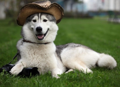 Đặc điểm của chó Alaska