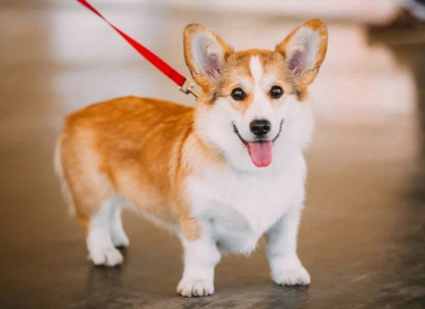 Tuyệt chiêu huấn luyện chó Corgi đơn giản mà hiệu quả
