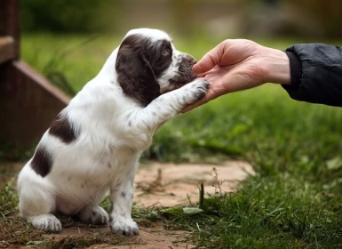 Lưu ý khi huấn luyện chó tại nhà