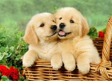 Dịch vụ mua bán chó điều bạn chưa biết