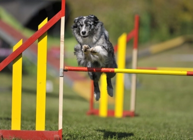 Lịch sử phát triển của Trường Huấn Luyện Chó Xuyên Á