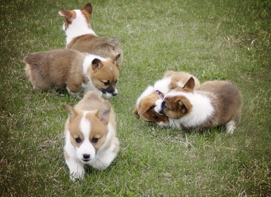 Phối giống chó điều mà bạn cần biết khi chó vào mùa sinh sản