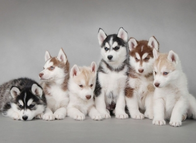 Phối giống chó thuần chủng