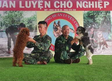 TRUNG TÂM PHỐI GIỐNG CHÓ THUẦN CHỦNG XUYÊN Á- THÀNH CÔNG 100%