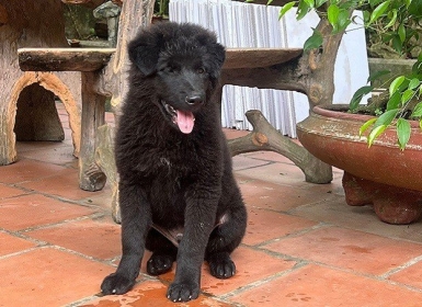 KHOÁ HUẤN LUYỆN CHÓ CỎ VIỆT NAM