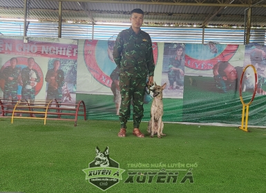 DỊCH VỤ HUẤN LUYỆN CHÓ PHÚ QUỐC CHỨNG CHỈ BỘ CÔNG AN