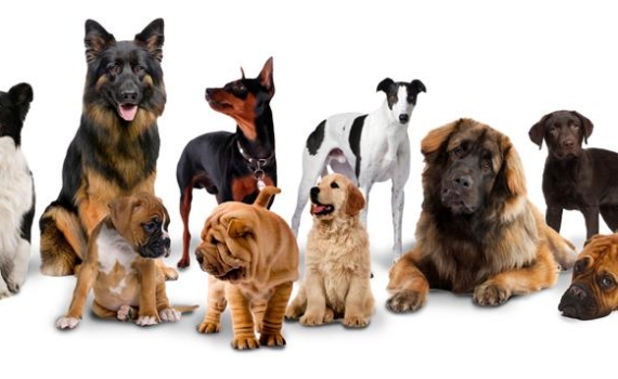 Mua Bán Các Loại Chó